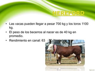 • Las vacas pueden llegar a pesar 700 kg y los toros 1100
kg.
• El peso de los becerros al nacer es de 40 kg en
promedio.
• Rendimiento en canal: 63 – 70 %
 