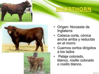 • Origen: Noroeste de
Inglaterra
• Cabeza corta, cónica
ancha arriba y reducida
en el morro
• Cuernos cortos dirigidos
a los lados
• Pelaje colorado,
blanco, rosillo colorado
o rosillo blanco.
 