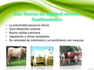 • La precocidad sexual es menor.
• Gran desarrollo corporal.
• Buena calidad carnicera .
• Adaptación a climas templados.
• Su velocidad de crecimiento y el rendimiento son mayores.
 