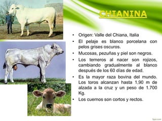 • Origen: Valle del Chiana, Italia
• El pelaje es blanco porcelana con
pelos grises oscuros.
• Mucosas, pezuñas y piel son negros.
• Los terneros al nacer son rojizos,
cambiando gradualmente al blanco
después de los 60 días de edad.
• Es la mayor raza bovina del mundo.
Los toros alcanzan hasta 1,90 m de
alzada a la cruz y un peso de 1.700
Kg.
• Los cuernos son cortos y rectos.
 