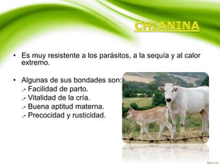 • Es muy resistente a los parásitos, a la sequía y al calor
extremo.
• Algunas de sus bondades son:
.- Facilidad de parto.
.- Vitalidad de la cría.
.- Buena aptitud materna.
.- Precocidad y rusticidad.
 
