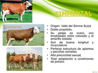 • Origen: Valle del Simme Suiza
• Doble propósito,
• Su pelaje es overo, con
tonalidades entre colorado y el
amarillo tostado
• Son de buena longitud y
musculatura
• Perfecta estructura de aplomos
y pezuñas cerradas
• Alta precocidad sexual,
• Total adaptación a condiciones
de potrero
 