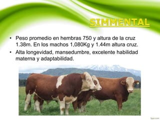 • Peso promedio en hembras 750 y altura de la cruz
1.38m. En los machos 1,080Kg y 1.44m altura cruz.
• Alta longevidad, mansedumbre, excelente habilidad
materna y adaptabilidad.
 