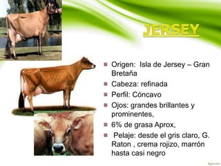 Origen: Isla de Jersey – Gran
Bretaña
Cabeza: refinada
Perfil: Cóncavo
Ojos: grandes brillantes y
prominentes,
6% de grasa Aprox,
Pelaje: desde el gris claro, G.
Raton , crema rojizo, marrón
hasta casi negro
 