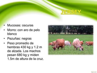 • Mucosas: oscuras
• Morro: con aro de pelo
blanco
• Pezuñas: negras
• Peso promedio de
hembras 430 kg y 1.2 m
de alzada. Los machos
pesan 680 kg y miden
1.5m de altura de la cruz.
 