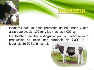 • Hembras con un peso promedio de 650 Kilos y una
alzada aprox. de 1.50 m. y los machos 1.000 kg.
• La Holstein se ha distinguido por su sobresaliente
producción de leche, con promedio de 7.899 Lt. /
lactancia de 305 dias, con 3.6% de grasa.
 
