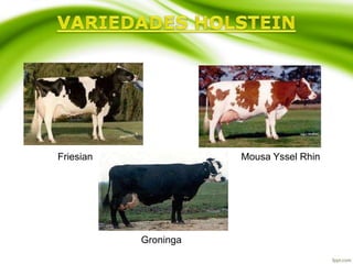 Friesian Mousa Yssel Rhin
Groninga
 