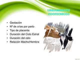 • Gestación
• Nº de crías por parto
• Tipo de placenta
• Duración del Ciclo Estral
• Duración del celo
• Relación Macho/Hembra
 