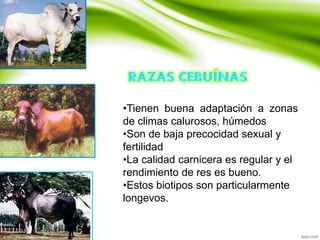 •Tienen buena adaptación a zonas
de climas calurosos, húmedos
•Son de baja precocidad sexual y
fertilidad
•La calidad carnicera es regular y el
rendimiento de res es bueno.
•Estos biotipos son particularmente
longevos.
 