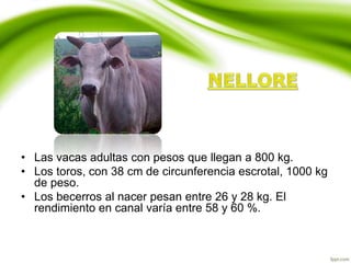 • Las vacas adultas con pesos que llegan a 800 kg.
• Los toros, con 38 cm de circunferencia escrotal, 1000 kg
de peso.
• Los becerros al nacer pesan entre 26 y 28 kg. El
rendimiento en canal varía entre 58 y 60 %.
 
