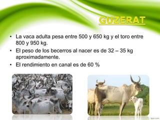 • La vaca adulta pesa entre 500 y 650 kg y el toro entre
800 y 950 kg.
• El peso de los becerros al nacer es de 32 – 35 kg
aproximadamente.
• El rendimiento en canal es de 60 %
 