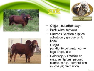 • Origen India(Bombay)
• Perfil Ultra convexo
• Cuernos Sección elíptica
achatado y grueso en la
base
• Orejas
pendiente,colgante, como
hoja enrolladas
• Color rojo y amarillo en
mezclas típicas: pecozo
blanco, moro, siempre con
mucha pigmentación.
 