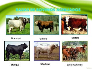 Brahman Simbra Braford
Brangus Santa GertrudisCharbray
 