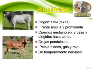 Origen: USA(texas)
Frente amplia y prominente
Cuernos mediano en la base y
dirigidos hacia arriba
Orejas pendulosas
Pelaje blanco, gris y rojo
De temperamento nervioso
 