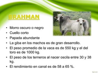 • Morro oscuro o negro
• Cuello corto
• Papada abundante
• La giba en los machos es de gran desarrollo.
• El peso promedio de la vaca es de 550 kg y el del
toro es de 1000 kg.
• El peso de los terneros al nacer oscila entre 30 y 38
kg.
• El rendimiento en canal es de 58 a 65 %.
 