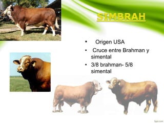 • Origen USA
• Cruce entre Brahman y
simental
• 3/8 brahman- 5/8
simental
 