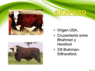 • Origen USA,
• Cruzamiento entre
Bhahman y
Hereford
• 3/8 Brahman-
5/8hereford.
 
