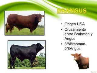 • Origen USA
• Cruzamiento
entre Brahman y
Angus
• 3/8Brahman-
5/8Angus
 