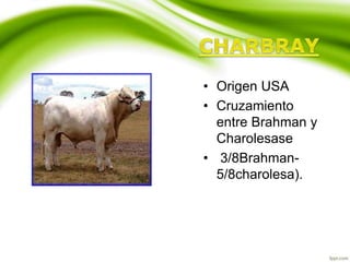 • Origen USA
• Cruzamiento
entre Brahman y
Charolesase
• 3/8Brahman-
5/8charolesa).
 