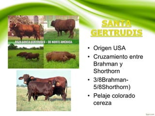 • Origen USA
• Cruzamiento entre
Brahman y
Shorthorn
• 3/8Brahman-
5/8Shorthorn)
• Pelaje colorado
cereza
 