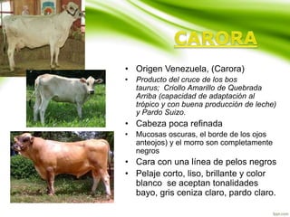 • Origen Venezuela, (Carora)
• Producto del cruce de los bos
taurus; Criollo Amarillo de Quebrada
Arriba (capacidad de adaptación al
trópico y con buena producción de leche)
y Pardo Suizo.
• Cabeza poca refinada
• Mucosas oscuras, el borde de los ojos
anteojos) y el morro son completamente
negros
• Cara con una línea de pelos negros
• Pelaje corto, liso, brillante y color
blanco se aceptan tonalidades
bayo, gris ceniza claro, pardo claro.
 