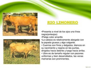 •Presenta a nivel de los ojos una línea
negra(anteojos)
•Pelaje color amarillo
•La cabeza es relativamente alargada con
la papada gruesa y algo colgante.
• Cuernos son finos y delgados, blancos en
su nacimiento y negros en las puntas,
dirigidos hacia delante y luego hacia arriba.
• Ubre es de tamaño regular con pezones
uniformes y bien desarrollados, las venas
mamarias son prominentes.
 