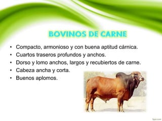• Compacto, armonioso y con buena aptitud cárnica.
• Cuartos traseros profundos y anchos.
• Dorso y lomo anchos, largos y recubiertos de carne.
• Cabeza ancha y corta.
• Buenos aplomos.
 