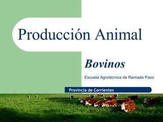 Producción Animal Escuela Agrotécnica de Ramada Paso Bovinos Provincia de Corrientes 