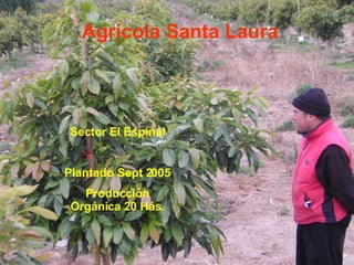 Agrícola Santa Laura Sector El Espinal Plantado Sept 2005 Producción Orgánica 20 Hás. 