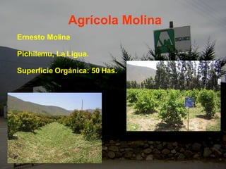 Agrícola Molina Ernesto Molina Pichilemu, La Ligua. Superficie Orgánica: 50 Hás. 