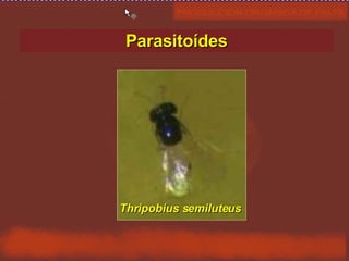 Thripobius semiluteus Parasitoídes 