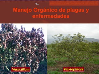 Manejo Orgánico de plagas y enfermedades Verticillium Phytophtora 