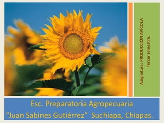 Esc. Preparatoria Agropecuaria “Juan Sabines Gutiérrez”  Suchiapa, Chiapas. Asignatura: PRODUCCIÓN AVÍCOLA Tercer semestre.       