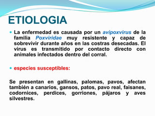 ETIOLOGIA
 La enfermedad es causada por un avipoxvirus de la
 familia Poxviridae muy resistente y capaz de
 sobrevivir durante años en las costras desecadas. El
 virus es transmitido por contacto directo con
 animales infectados dentro del corral.

 especies susceptibles:

Se presentan en gallinas, palomas, pavos, afectan
también a canarios, gansos, patos, pavo real, faisanes,
codornices, perdices, gorriones, pájaros y aves
silvestres.
 