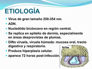 ETIOLOGÍA
 Virus de gran tamaño 250-354 nm.
 ADN.
 Nucleótido bicóncavo en región central.
 Se replica en epitelio de dermis, especialmente
  en áreas desprovistas de plumas.
 Difto viruela, viruela húmeda: mucosa oral, tracto
  digestivo y respiratorio.
 Produce hiperplasia celular.
 aparece 72 horas post-infección.
 