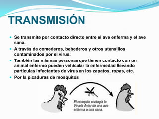 TRANSMISIÓN
 Se transmite por contacto directo entre el ave enferma y el ave
  sana.
 A través de comederos, bebederos y otros utensilios
  contaminados por el virus.
 También las mismas personas que tienen contacto con un
  animal enfermo pueden vehicular la enfermedad llevando
  partículas infectantes de virus en los zapatos, ropas, etc.
 Por la picaduras de mosquitos.
 