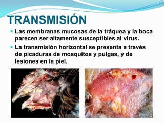 TRANSMISIÓN
 Las membranas mucosas de la tráquea y la boca
  parecen ser altamente susceptibles al virus.
 La transmisión horizontal se presenta a través
  de picaduras de mosquitos y pulgas, y de
  lesiones en la piel.
 