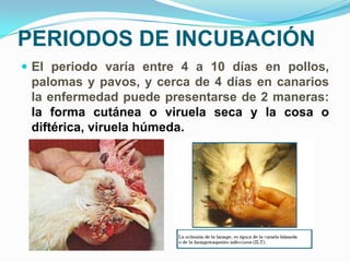PERIODOS DE INCUBACIÓN
 El periodo varía entre 4 a 10 días en pollos,
 palomas y pavos, y cerca de 4 días en canarios
 la enfermedad puede presentarse de 2 maneras:
 la forma cutánea o viruela seca y la cosa o
 diftérica, viruela húmeda.
 