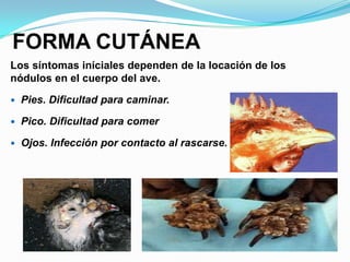 FORMA CUTÁNEA
Los síntomas iníciales dependen de la locación de los
nódulos en el cuerpo del ave.

   Pies. Dificultad para caminar.

   Pico. Dificultad para comer

   Ojos. Infección por contacto al rascarse.
 