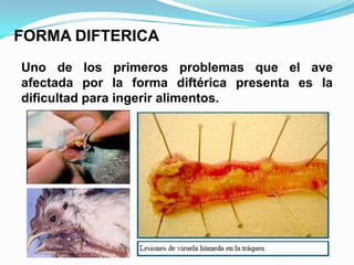FORMA DIFTERICA
Uno de los primeros problemas que el ave
afectada por la forma diftérica presenta es la
dificultad para ingerir alimentos.
 