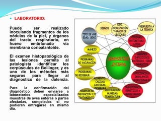  LABORATORIO:

Puede      ser       realizado
inoculando fragmentos de los
nódulos de la piel, y órganos
del tracto respiratorio, en
huevo     embrionado        vía
membrana corioalantoide.

El examen histopatológico de
las   lesiones   permite     al
patologista   identificar  los
corpúsculos de Bollinger, y es
uno de los métodos más
seguros     para    llegar   al
diagnostico de la dolencia.

Para    la   confirmación      del
diagnóstico deben enviarse a
laboratorios       especializados
muestras de aves enteras o partes
afectadas, congeladas si no
pudieran entregarse en mismo
día.
 