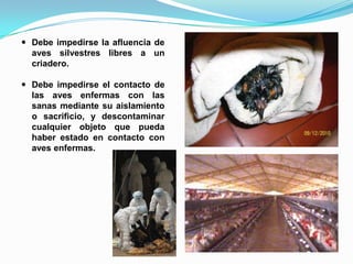 Debe impedirse la afluencia de
  aves silvestres libres a un
  criadero.

 Debe impedirse el contacto de
  las aves enfermas con las
  sanas mediante su aislamiento
  o sacrificio, y descontaminar
  cualquier objeto que pueda
  haber estado en contacto con
  aves enfermas.
 