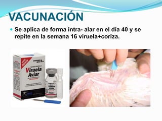 VACUNACIÓN
 Se aplica de forma intra- alar en el día 40 y se
 repite en la semana 16 viruela+coriza.
 