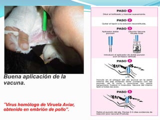 Buena aplicación de la
vacuna.


”Virus homólogo de Viruela Aviar,
obtenido en embrión de pollo”.
 