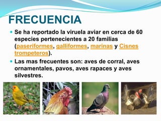 FRECUENCIA
 Se ha reportado la viruela aviar en cerca de 60
  especies pertenecientes a 20 familias
  (paseriformes, galliformes, marinas y Cisnes
  trompeteros).
 Las mas frecuentes son: aves de corral, aves
  ornamentales, pavos, aves rapaces y aves
  silvestres.
 