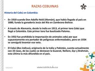 RAZAS CEBUINAS
Historia del Cebú en Colombia:
• En 1910 cuando Don Adolfo Held (Alemán), que había llegado al país en
1880...