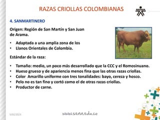 RAZAS CRIOLLAS COLOMBIANAS
4. SANMARTINERO
Origen: Región de San Martín y San Juan
de Arama.
• Adaptada a una amplia zona ...