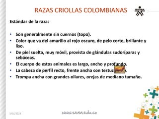 RAZAS CRIOLLAS COLOMBIANAS
Estándar de la raza:
• Son generalmente sin cuernos (topo).
• Color que va del amarillo al rojo...