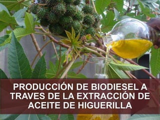 PRODUCCIÓN DE BIODIESEL A
TRAVES DE LA EXTRACCIÓN DE
ACEITE DE HIGUERILLA
 