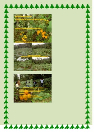 ProduccióN De La Naranjilla